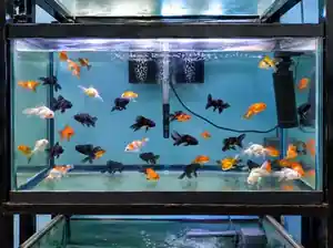 Acuario con peces en el mostrador de Atlantis Pet Shop