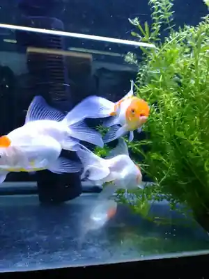 Detalle de peces en un acuario del local de Atlantis Pet Shop
