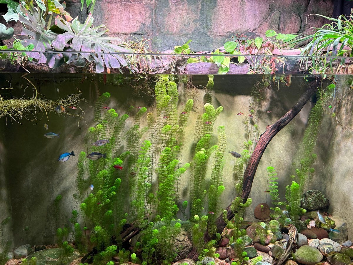 Acuario armado en casa con peces tropicales