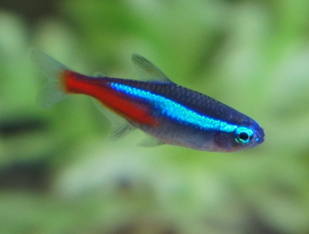 Neón tetra